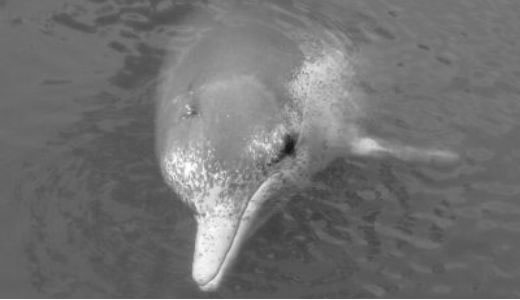 Baiji White Dolphin