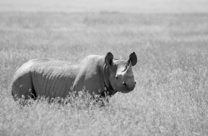 West African Black Rhinoceros